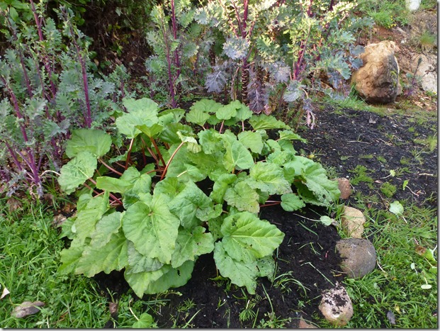 First Rhubarb - Guenette photo